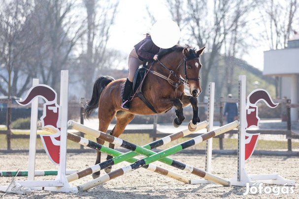 Eladó sport ló