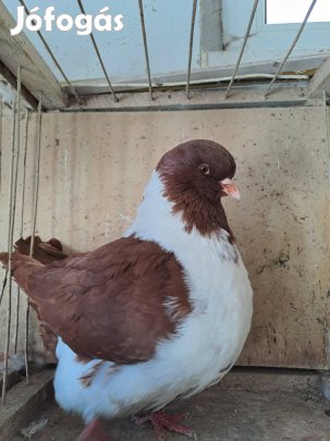 Eladó strasszer galambok