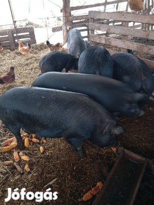 Eladó süldő disznók