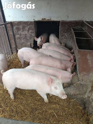 Eladó süldő malacok