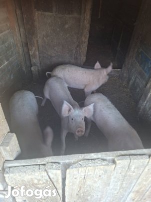 Eladó süldő malacok!
