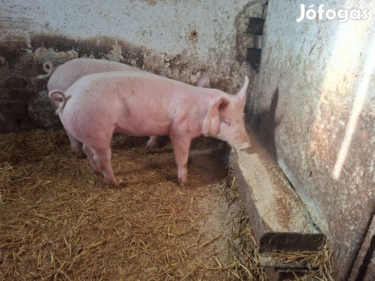 Eladó süldő sertés!