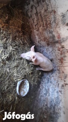 Eladó süldő sertés 