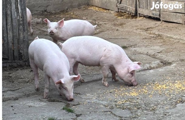 Eladó süldők Jászszentandráson