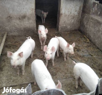 Eladó süldők.....