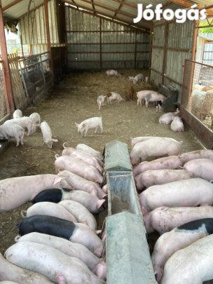 Eladó süldők egyben olcsón