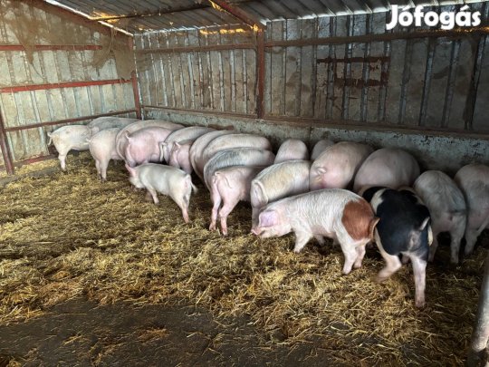 Eladó süldők egyben olcsón