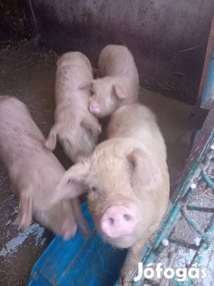 Eladó süldök malacok