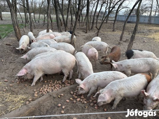 Eladó süldők vagy csere 
