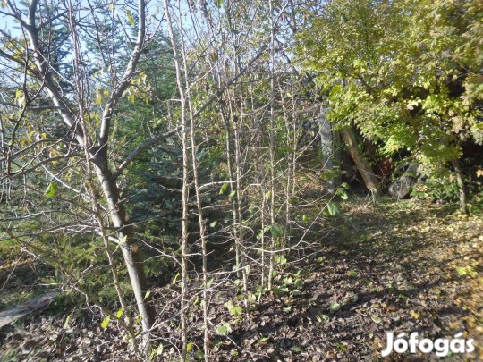 Eladó szabad gyökerű török mogyoró