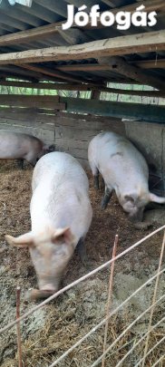 Elado szabadtartasu hizo