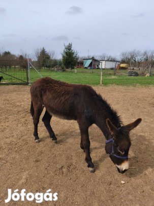 Eladó szamarak