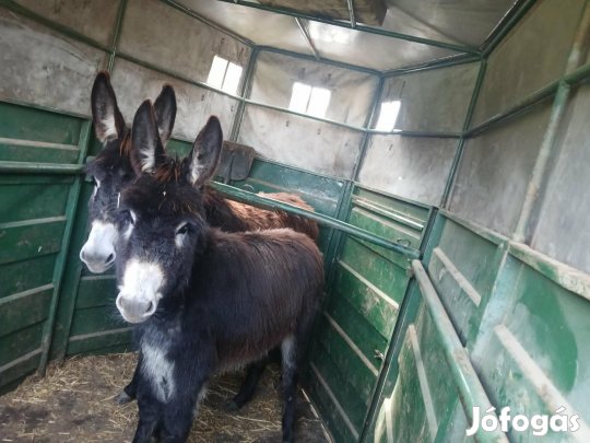 Eladó szamarak