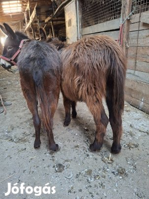 Eladó szamarak