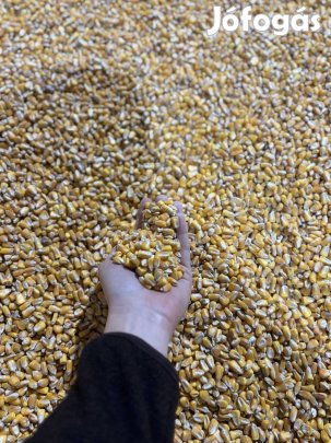 Eladó szárított, rostált Kukorica Baranya megyében