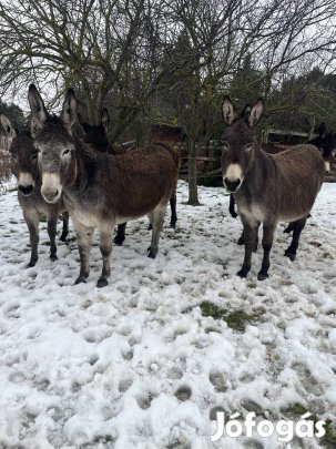 Eladó származásos kanca szamarak 
