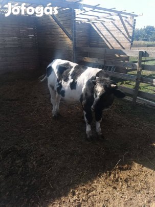 Eladó szarvasmarha