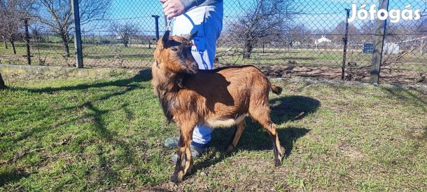 Eladó szarvatlan bak kecske