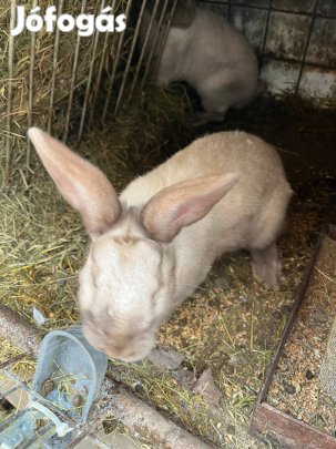 Eladó székely és mix nyúlak