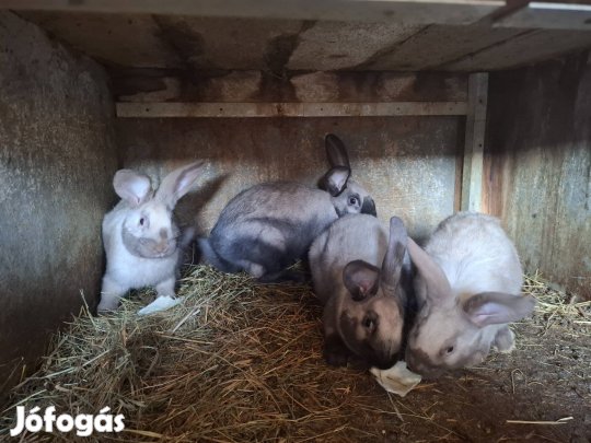 Eladó székely nyúlak