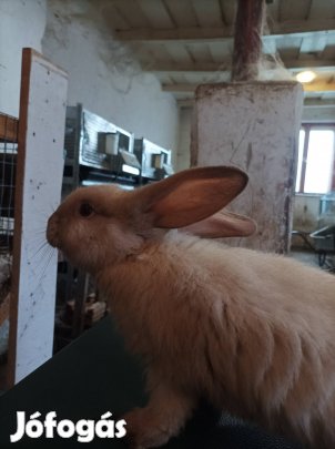 Eladó székely nyulak 