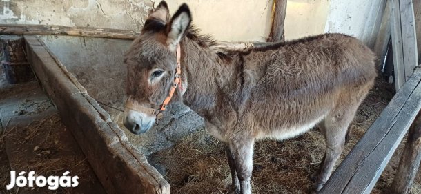 Eladó szelíd csacsi