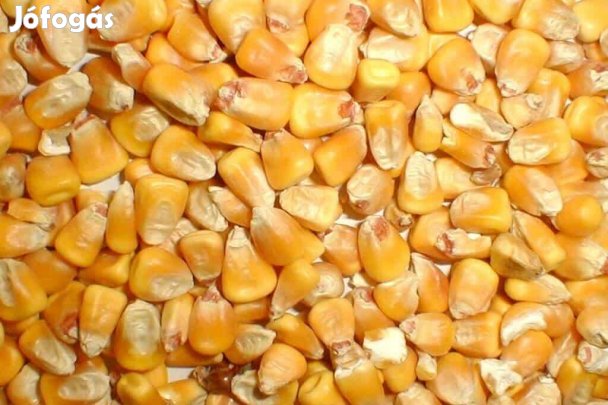 Eladó szemes kukorica