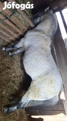 Eladó szép megjelenésű poni!