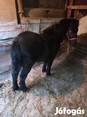Eladó szép póni