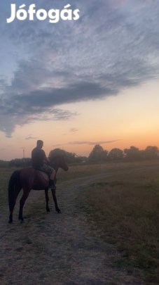 Eladó szeretett lovam!