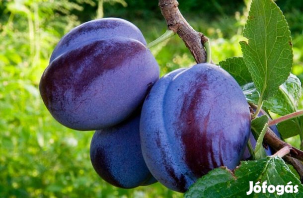 Eladó szilva és kajszi fa Kecskemét közelében!