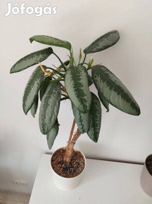 Eladó szobanövény