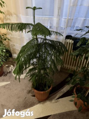 Eladó szobanövény!