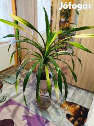 Eladó szobanövény szobavirág