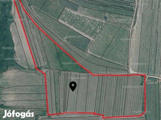 Eladó szőlő kiváló fekvésben: 4,2 hektár a Palandor-dűlőben