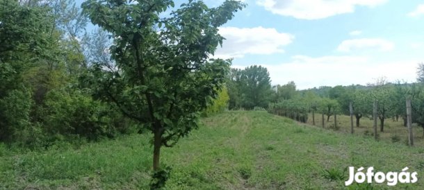 Eladó szűcsii zártkert