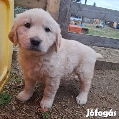 Eladó szuka Golden kiskutyák