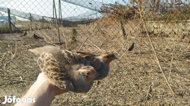 Eladó szürke fogoly