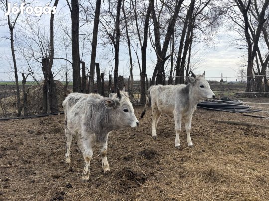 Eladó szürke üszők 