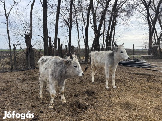 Eladó szürke üszők 