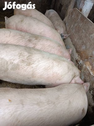 Eladó tanyasi hízók