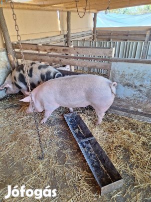 Eladó tanyasi hízok