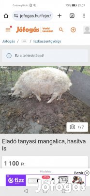 Eladó tanyasi mangalica, hasítva is