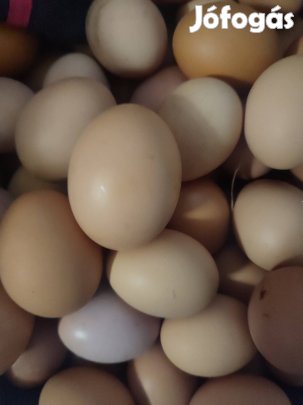 Eladó tanyasi tojás