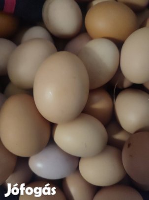 Eladó tanyasi tojás