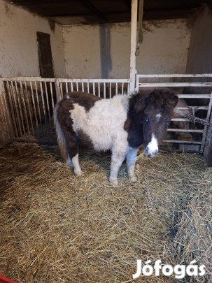Eladó tarka kanca