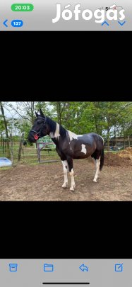 Eladó tarka kanca ló