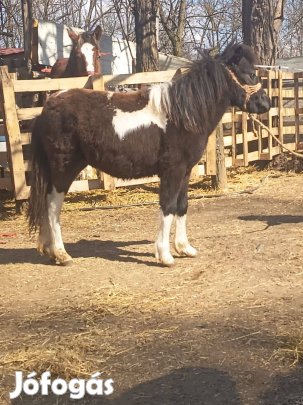 Eladó tarka kanca póni