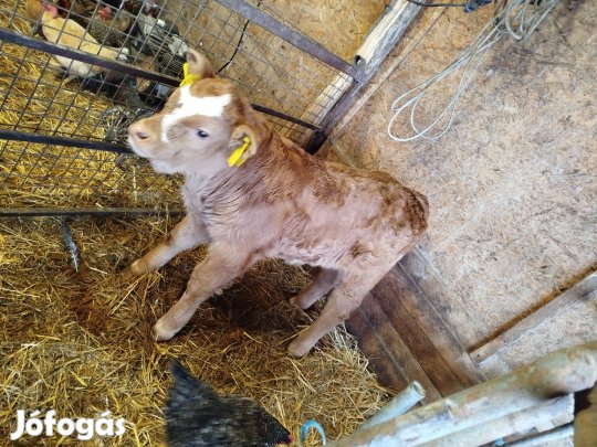 Eladó tehén bikaborjúval