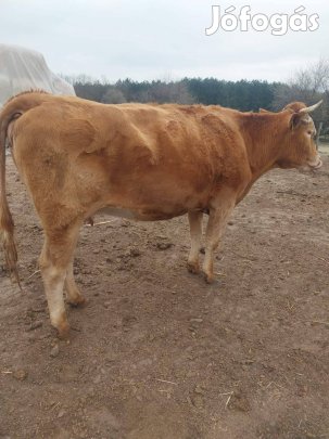 Eladó tehenek 